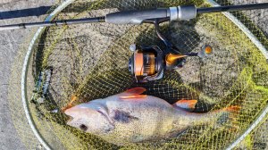 МР, набережная Шагала. Микро-джиг + воблеры 23 марта 2026 года