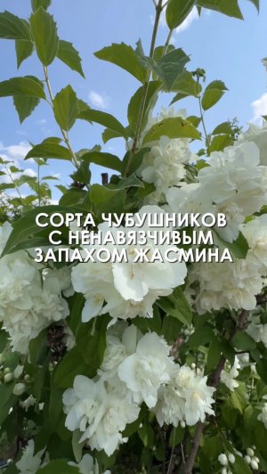 Чубушник с шикарным цветением, но без навязчивого запаха жасмина