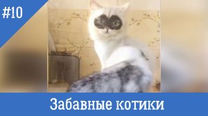 Забавные котики #10. Самые смешные видео с котами и кошками.