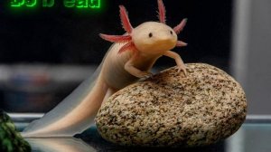 аксолотль эдит (DJ bread )