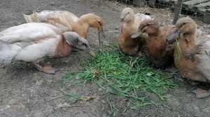 Весенний обход уточек. Абрикосы цветут, 28 марта 2026.