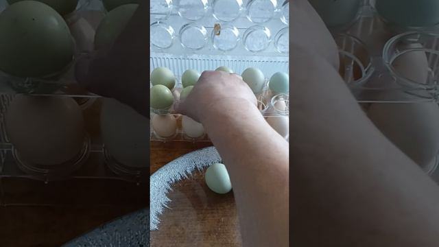 Мои курица несут синий цвет яйца