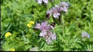 Стихотворение - "Доброе утро"