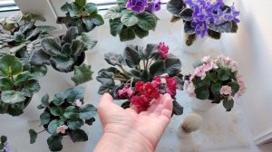 Поговорим о фиалках, 2 часть.