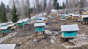 Пасека весной. Выставили пчёл. Планы на новый сезон.