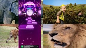 ВЕСЕЛЫЙ ЛЕВ против ТИГРА и СЛОНА 🦁🐯 Кто победит в ТАНЦЕВАЛЬНОЙ БИТВЕ животных? 🏆