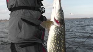 Щука перед нерестом. Рыбалка на спиннинг. Спиннинг весной.