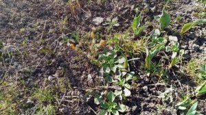 УТРО В МАРТОВСКОМ САДУ.