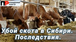 Убой скота в Новосибирской области. Последствия.