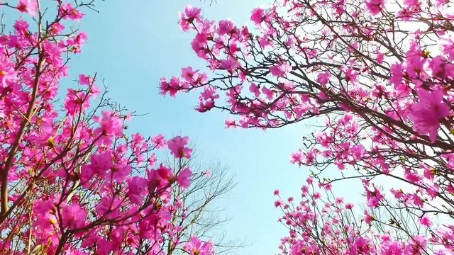 Ежедневная сонастройка на спокойствие, деньги и опору