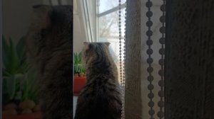 весеннее🪴 утро глазками😺 котика