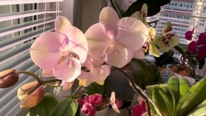 Цветущие ОРХИДЕИ в весенних лучах СОЛНЦА 🌸☀️🌿 #орхидеи