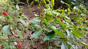 Наша хозяйка выращивает перчики!