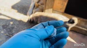 Как всегда-не понос,так золотуха