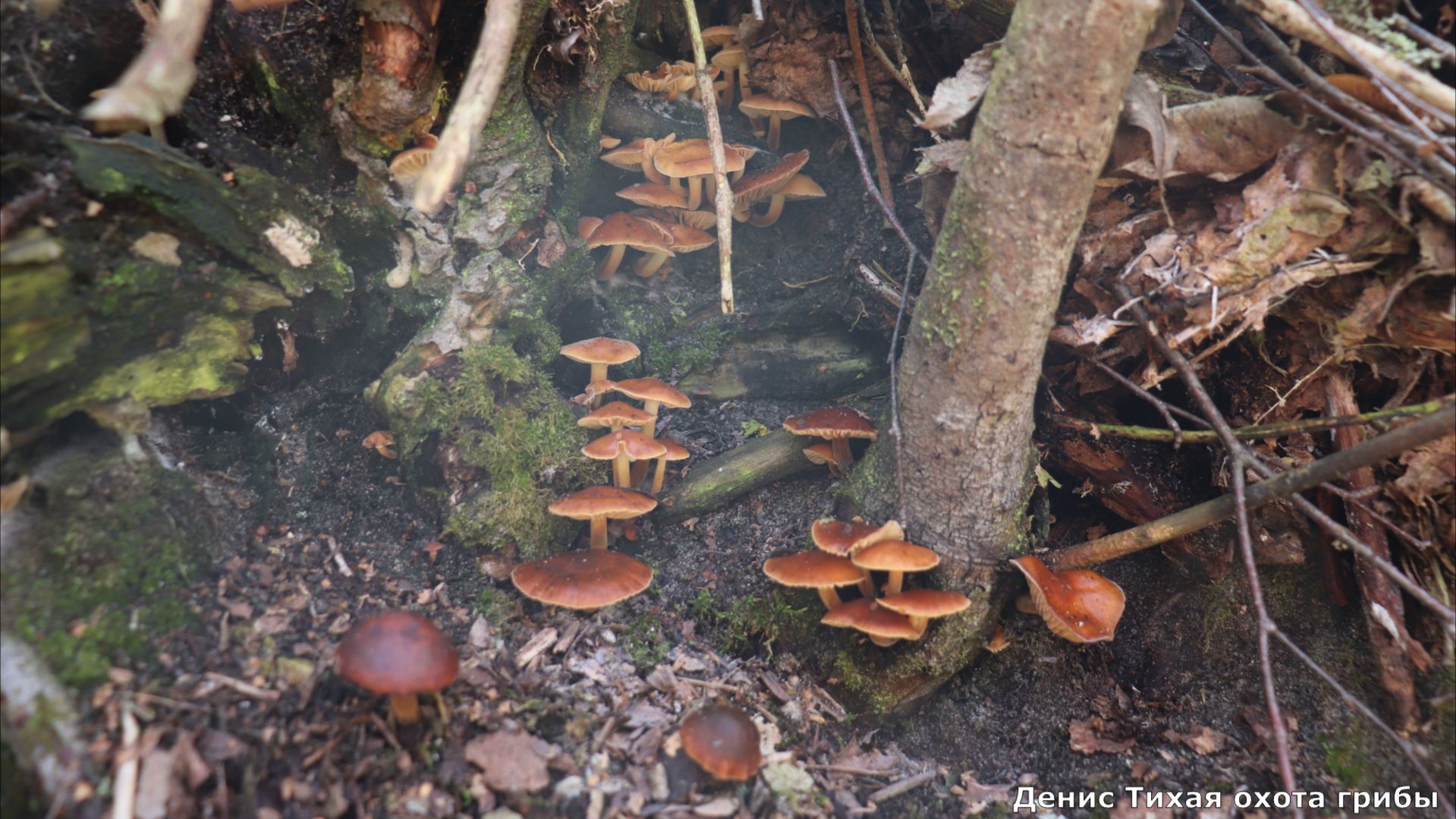 В поиске весенних грибов встретилось много интересных находок