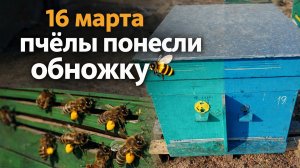 16 марта. Пчёлы понесли обножку