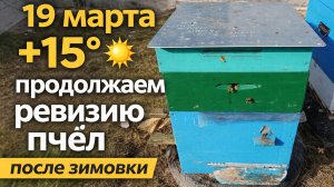 19 марта. Продолжаем ревизию пчёл после зимовки.