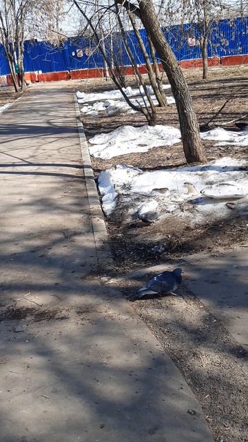 Все как у людей!