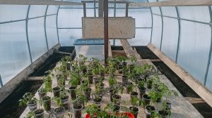 Рассада на 29 марта