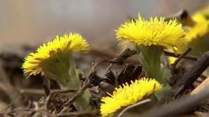 Из-за аномально теплой погоды уже началось цветение весенних аллергенов.