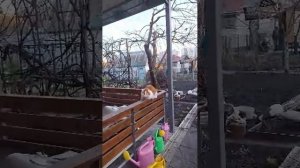 Мася в огороде