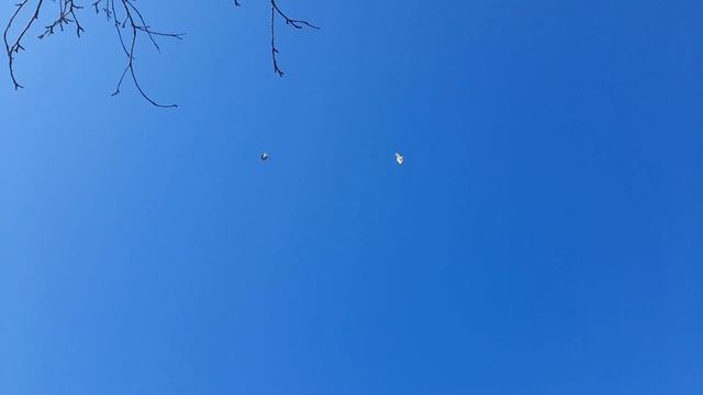 Николаевские голуби 48 RUS