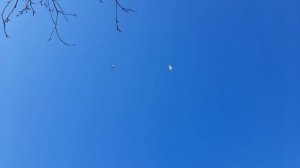 Николаевские голуби 48 RUS