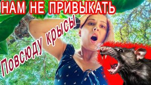 Замуж в Индию- МНЕ СТАЛО ЖУТКО ОТ ТАКОГО ЗРЕЛИЩА. Крысы бегают по ногам