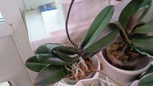 новые красавицы глоксинии распустились 😊🙏🙏радость радостная 😊