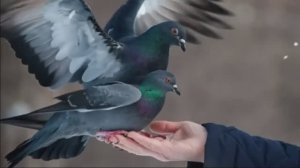 Голубка.