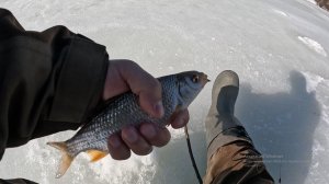 РЫБАЛКА НА МОРМЫШКУ. ЗАКРЫТИЕ СЕЗОНА