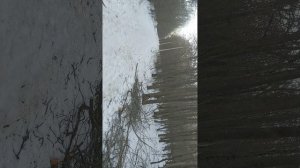 Утренний Лес дышит