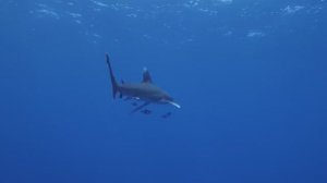 МУЗЫКА ДЛЯ ВОССТАНОВЛЕНИЯ ДУШЕВНОГО РАВНОВЕСИЯ