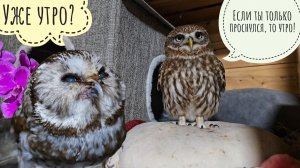 Маленькие совы ужинают, я навожу порядок в ямке у совы филина Ёлки. Опять сове подушка неудобная!