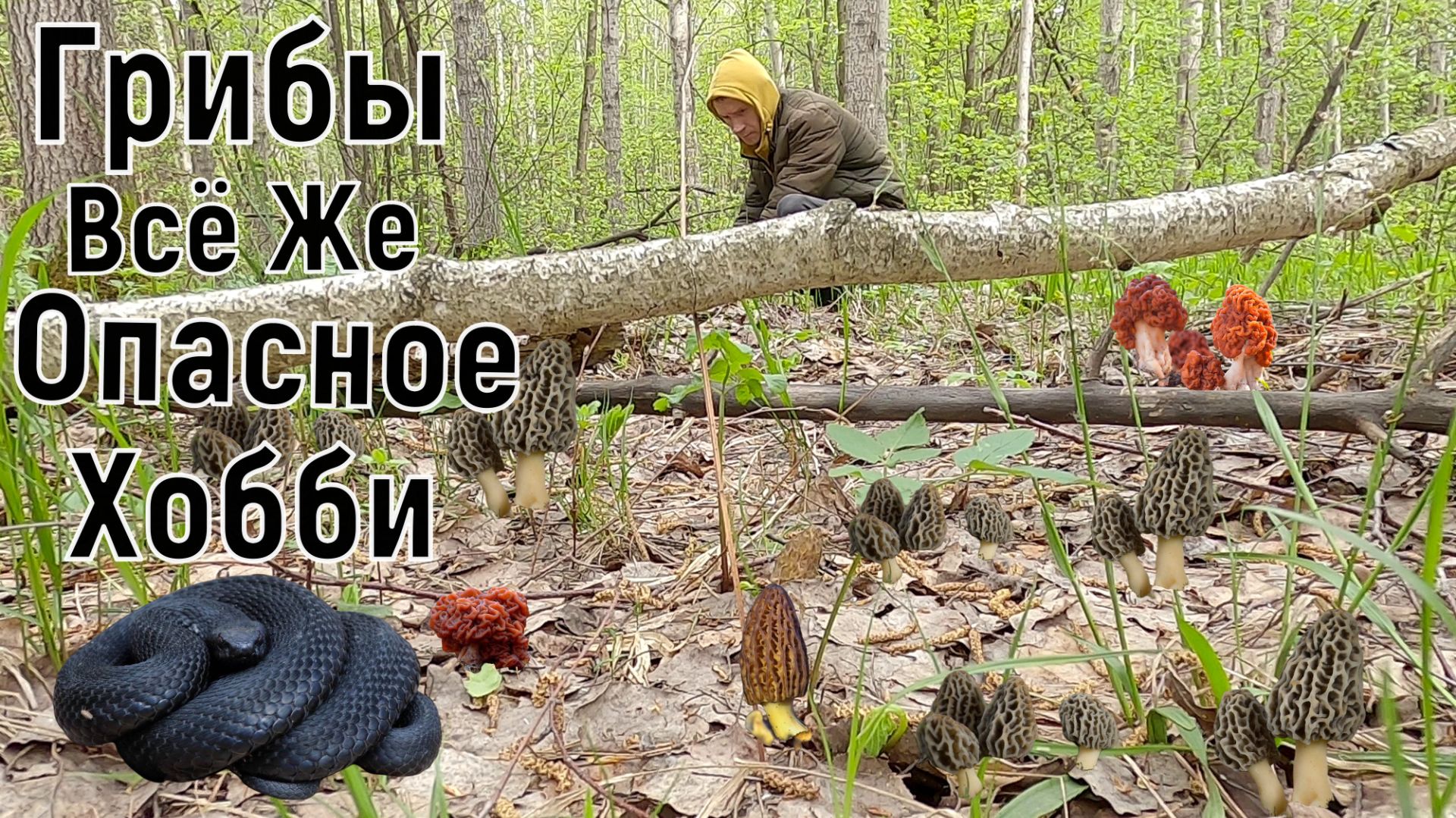 Змея Подкралась Незаметно аж Накосил Сморчков за Час. Сбор Грибов