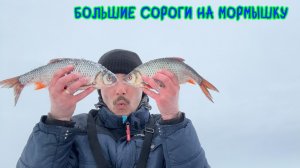 Большие сороги на мормышку #сорога #окунь #щука #зимняярыбалка #хма