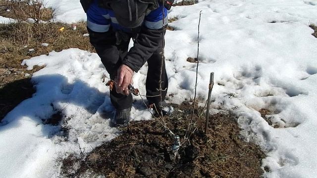 Обрезка  молодняка яблонь привитых в прошлом году