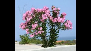 Олеандры - песня