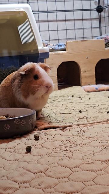 Морская свинка Белка на прогулке