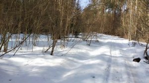 Весна Брянской обл посёлок Ржаница. Красный бор