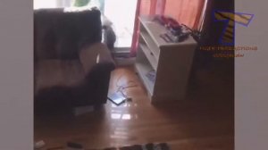 It s TIME for SUPER LAUGH!   Best FUNNY CAT videos 2026