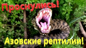 Азовские рептилии проснулись. Опасны или нет? Ейск.