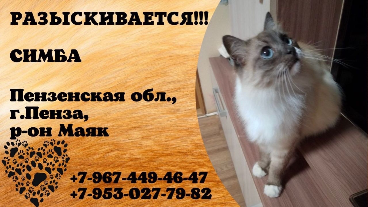 Пропал кот! СИМБА. Пензенская обл., г.Пенза.