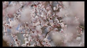 анонс нового сериала 
sie STARs.s