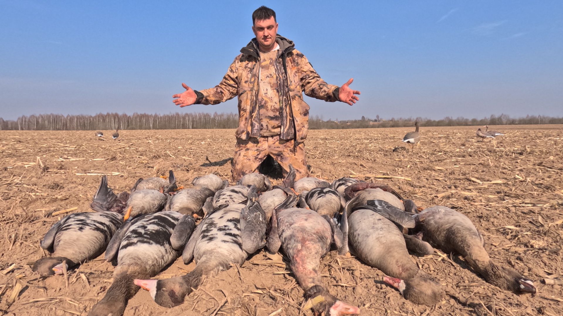 Охота на гуся 2026. Охота в Беларуси. Гусь 2026. 27.03.2026