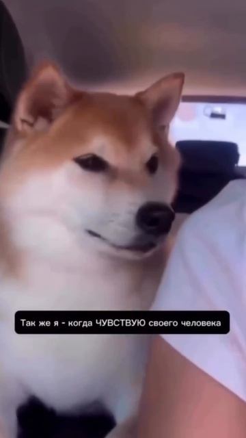 #жиза #свойчеловек #любовь #отношения