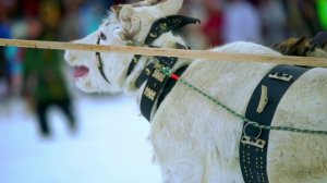 2026 День Оленевода в Когалыме