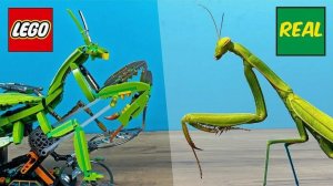 Богомол из LEGO против Настоящего Богомола