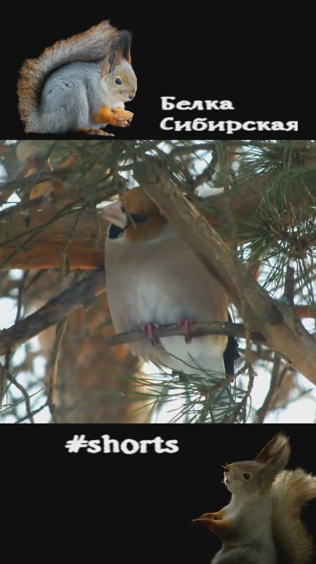 Дубонос на ветке сидит