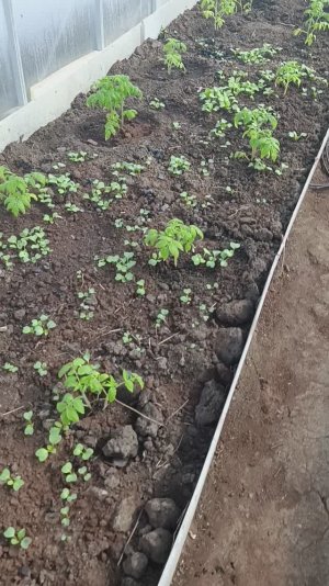 Открытие теплицы в марте 2026